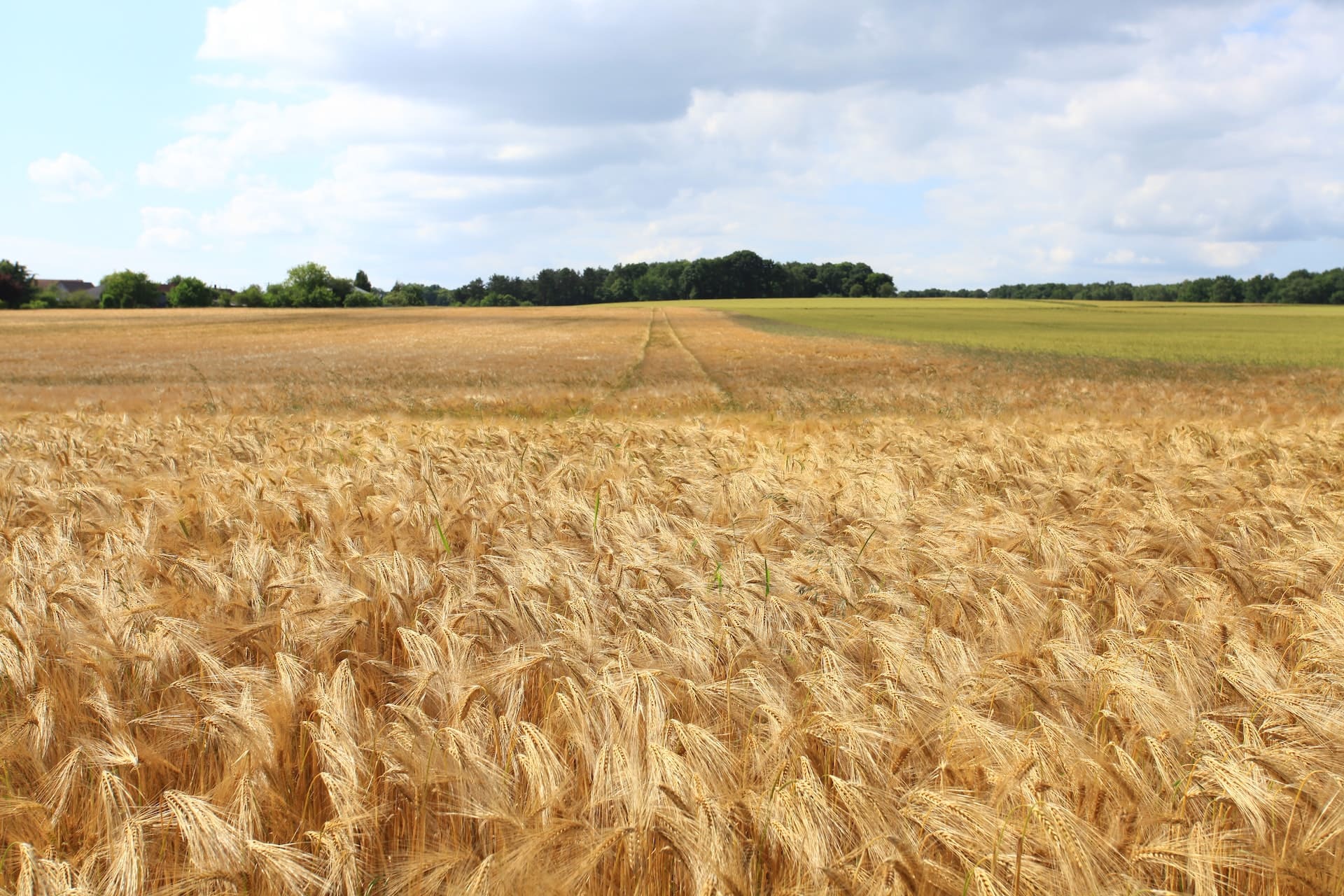 Complete Guide to Cereal Crop Fertilization: Boosting Yield and Quality ...