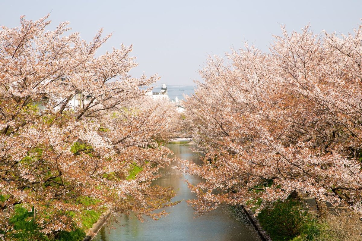 Complete Guide to Cherry Fertilization Tips for Healthy Trees and Abundant Harvests