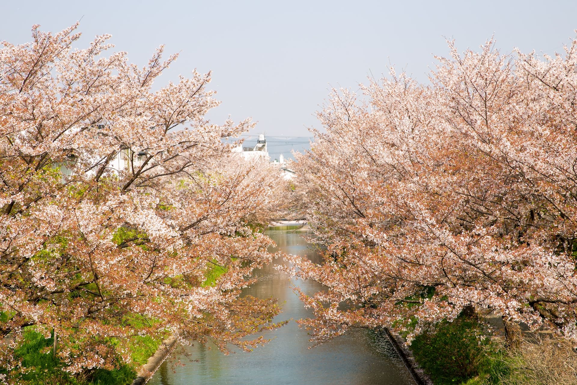 Complete Guide to Cherry Fertilization: Tips for Healthy Trees and 