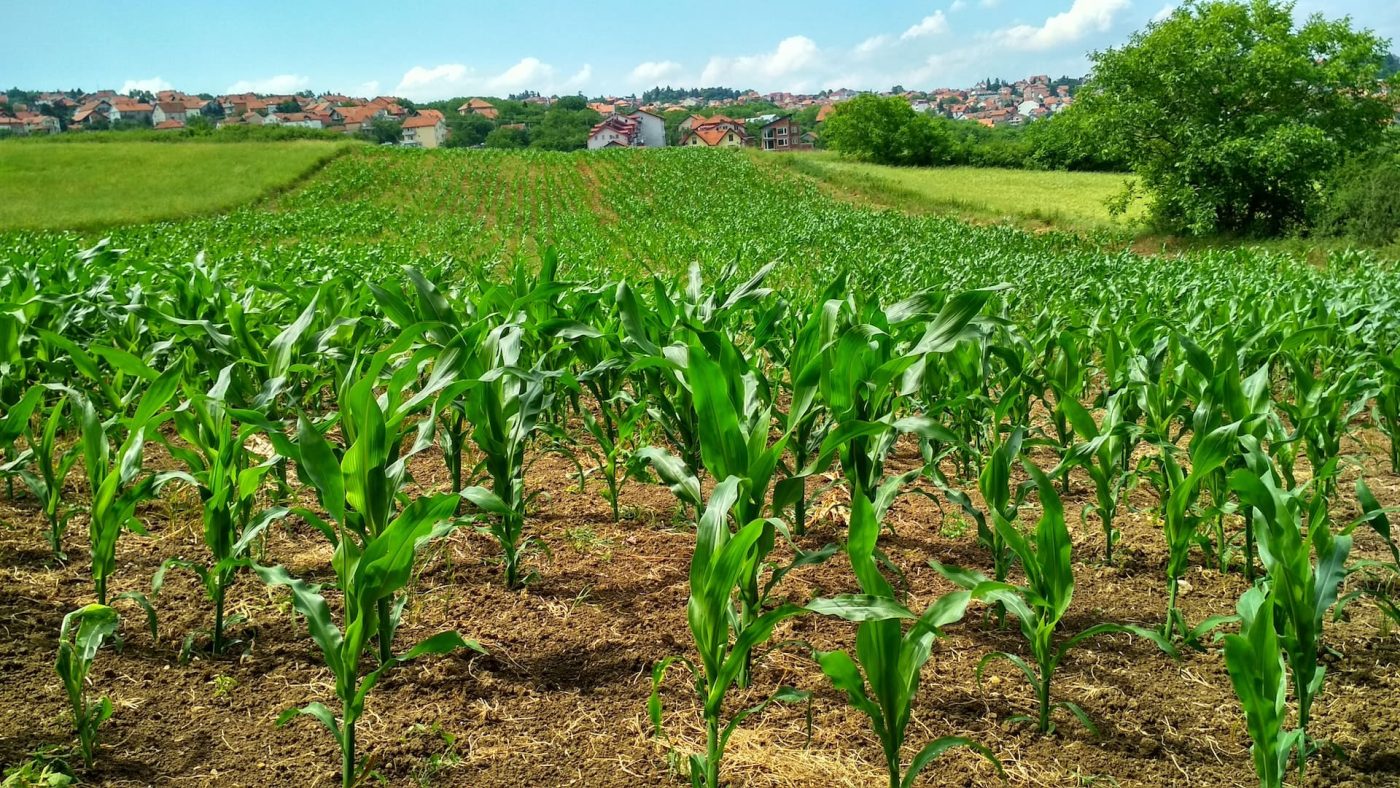 Complete Guide to Corn Fertilization: Maximizing Yield and Quality