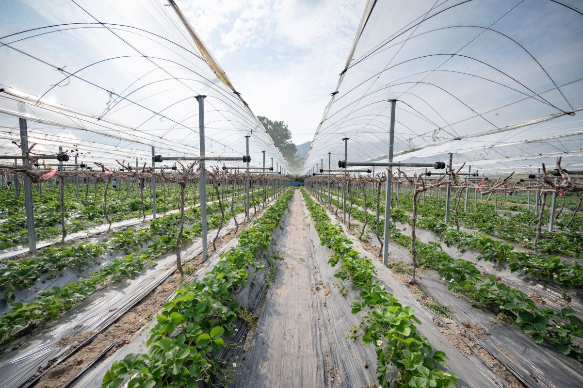 Complete Guide to Fertilizing Vegetables in Greenhouse Optimize Growth and Yields