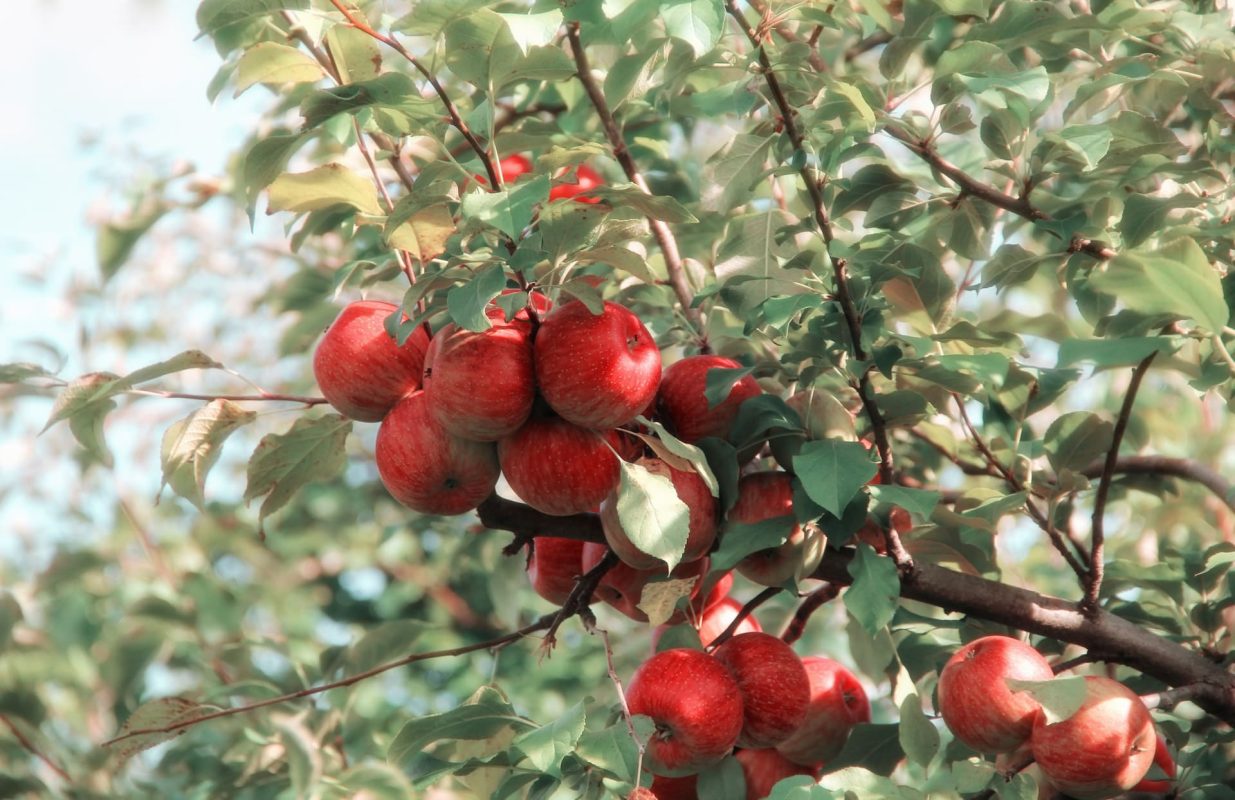 Comprehensive Guide to Apple Tree Fertilization Tips for Healthy Trees and Bountiful Harvests