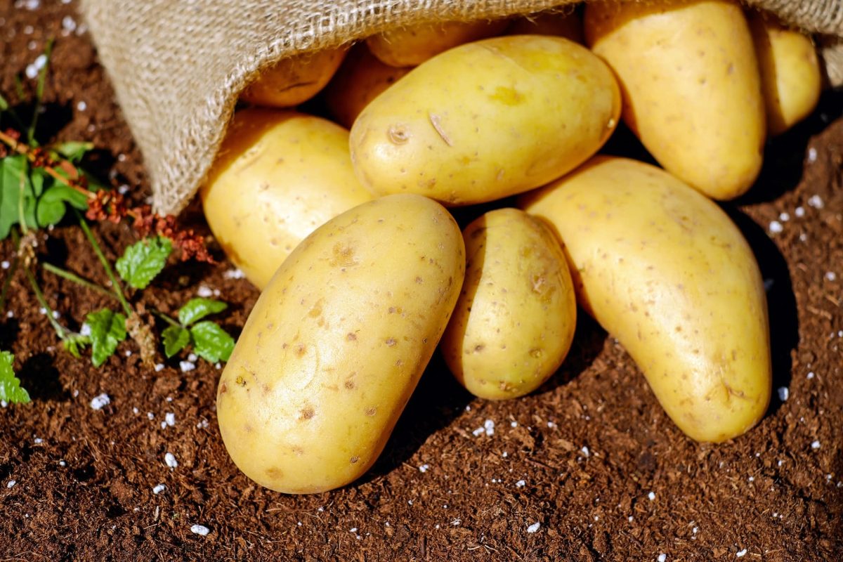 Optimal Potato Fertilization Techniques: A Complete Guide for Healthy Growth and High Yields