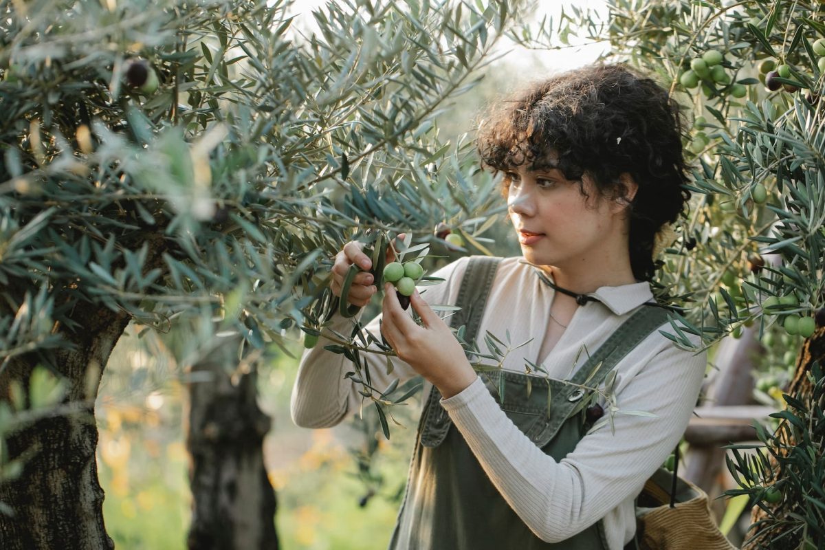 Proper Fertilization Techniques for Olive Trees A Guide to Optimal Growth and Fruitfulness