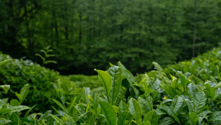 The Complete Guide to Tea Plant Fertilization Tips for Thriving Tea Gardens and Flavorful Harvests