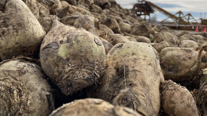 The Ultimate Guide to Sugar Beet Fertilization Tips for Healthy Plants and High Yields