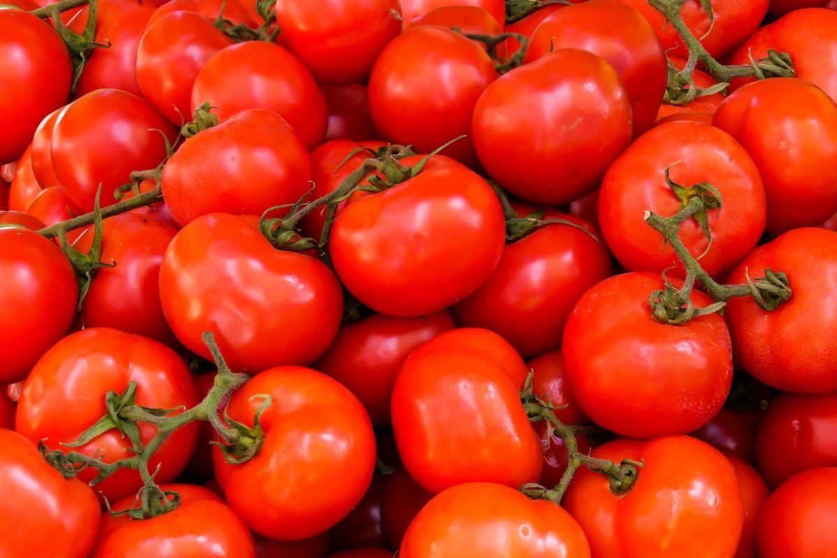 Ultimate Guide to Tomato Fertilization Tips for Healthy Plants and Bountiful Harvests