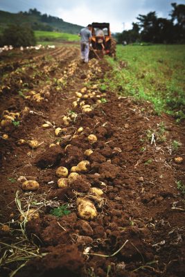 Agriculture and Livestock History The Great Transformation in Human Food Production