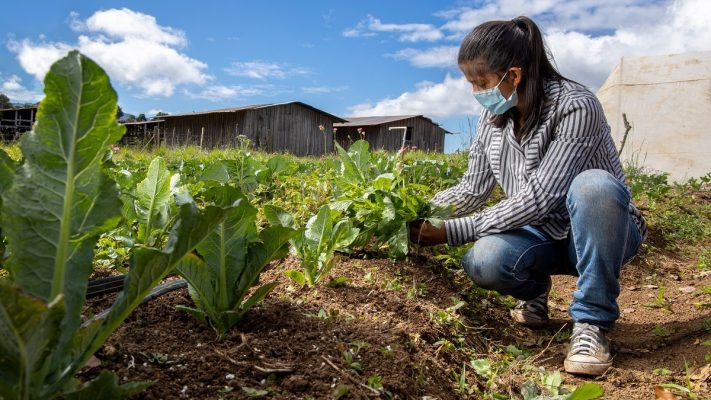 Development-Supported Agriculture