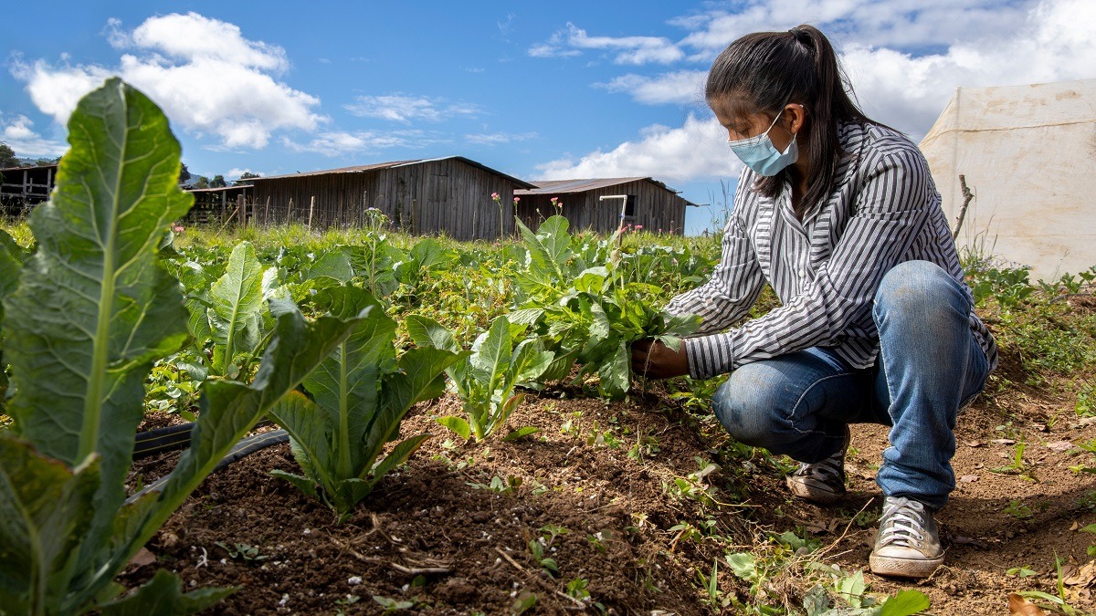 Development-Supported Agriculture