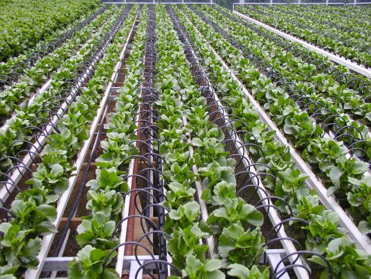 Drip Irrigation: A Water-Efficient Solution for Modern Agriculture