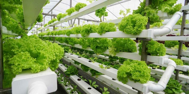 The Magic of Aquaponics: Sustainable Food Production