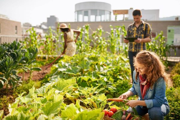 Urban Agriculture: Cultivating Sustainable Cities