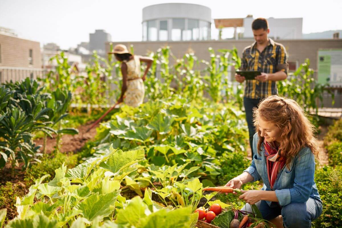 Urban Agriculture: Cultivating Sustainable Cities