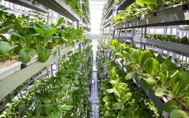 Vertical Farming: A Sustainable Agriculture Revolution