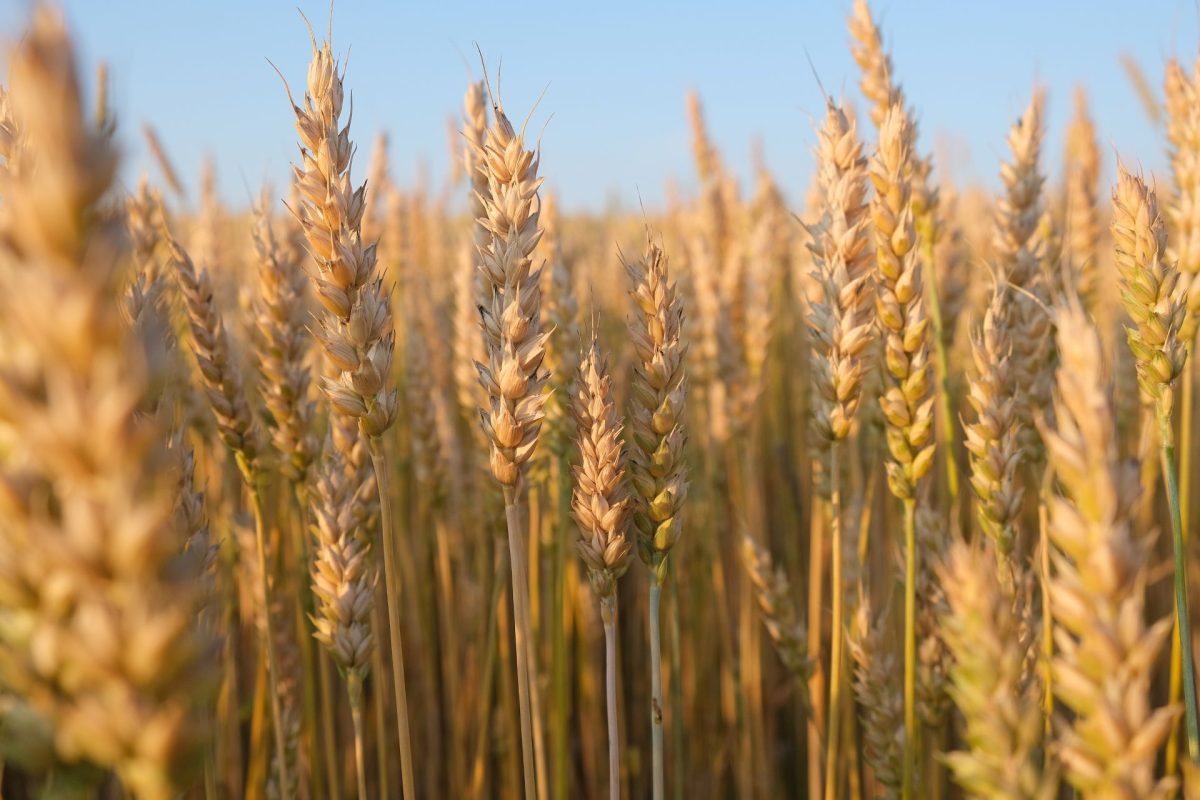 Common Wheat (Triticum aestivum) The Cornerstone of Global Agriculture