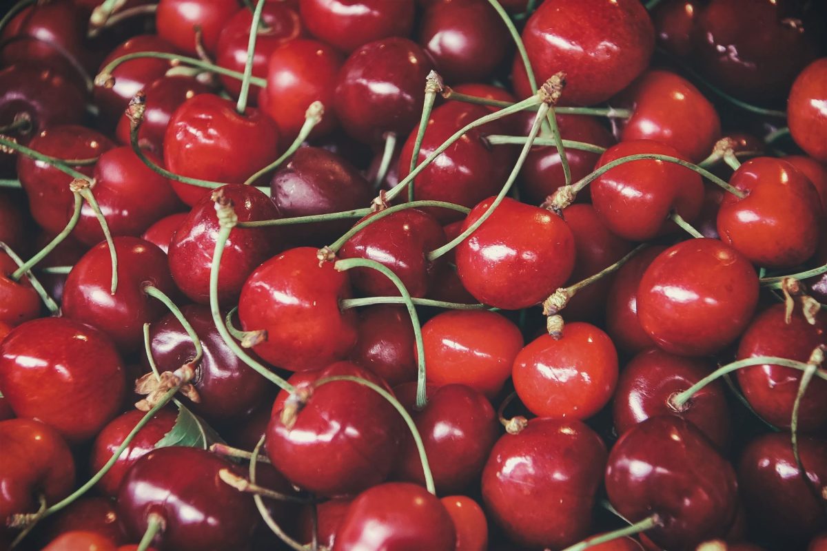 Cherry Cultivation Guide Tips for Successful Cherry Farming