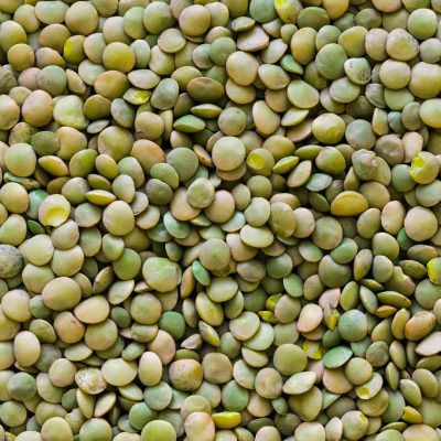 Comprehensive Guide to Lentil Cultivation Planting, Care, and Harvesting Tips