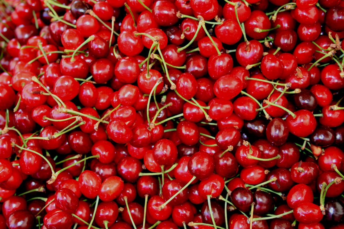 Cultivating Sour Cherries Optimal Climate and Soil Conditions for Successful Growth