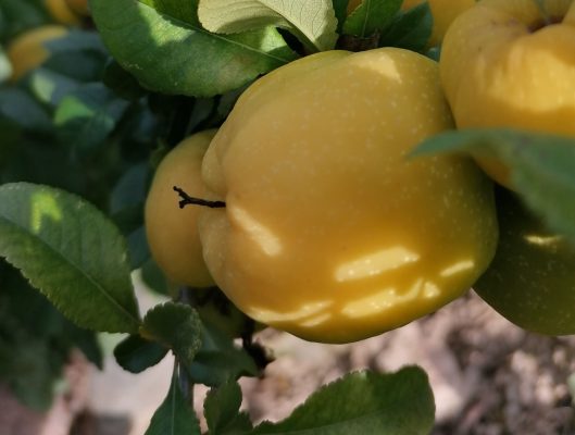 Cultivation of Quinces Exploring the History, Taxonomy, and Pomological Classification