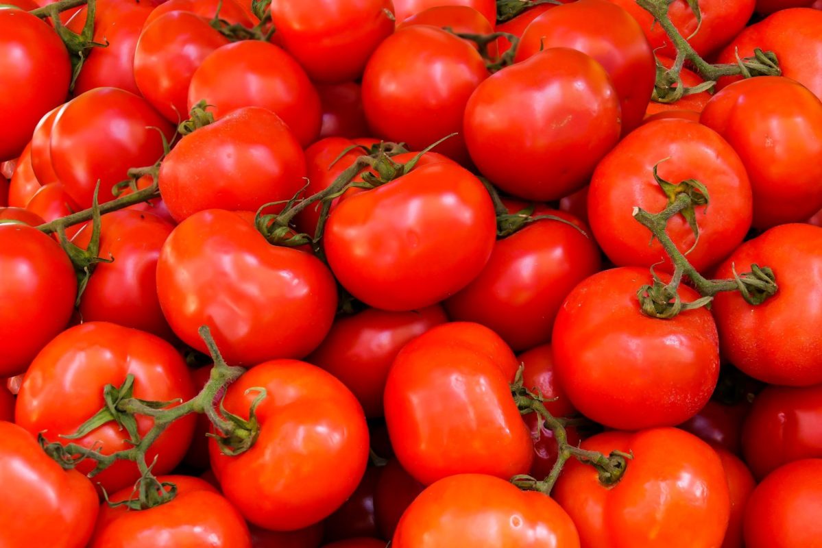 Growing Tomatoes in Open Fields A Comprehensive Guide