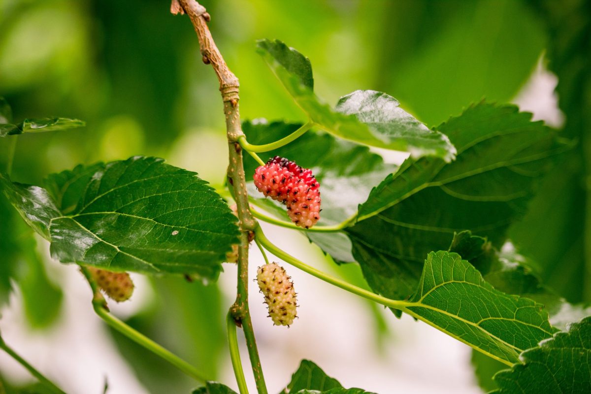 Mulberry Cultivation Ecological Requirements, and Cultural Practices