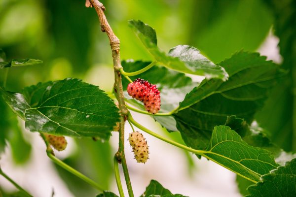 Mulberry Cultivation Ecological Requirements, and Cultural Practices