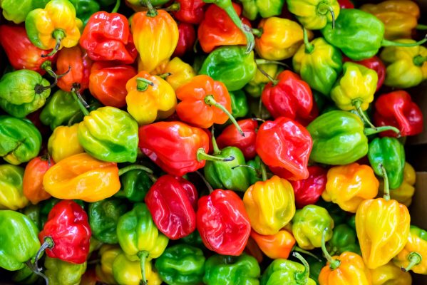 Open Field Cultivation of Bell Peppers