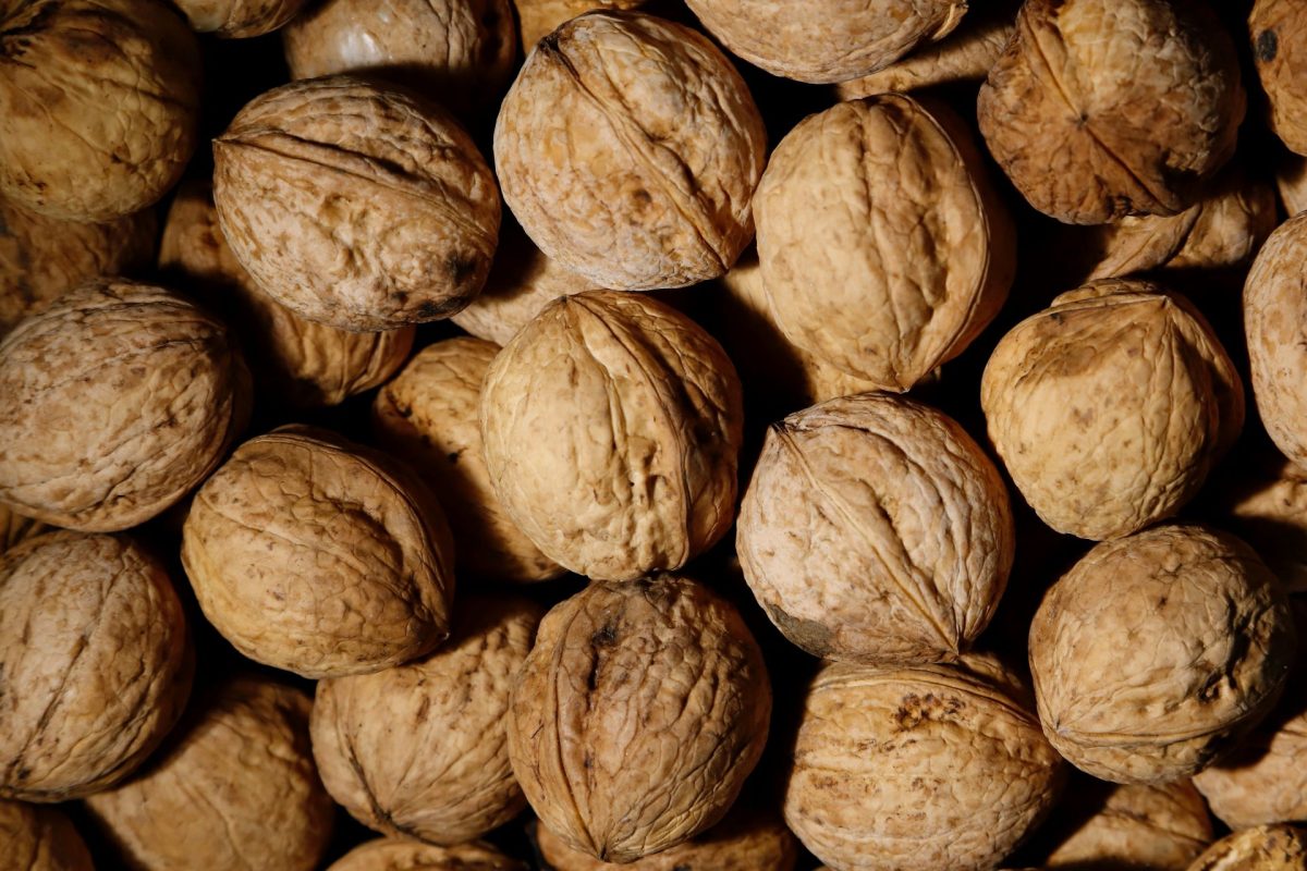 Walnut Cultivation Climate Requirements, Soil Needs, and Variety Selection