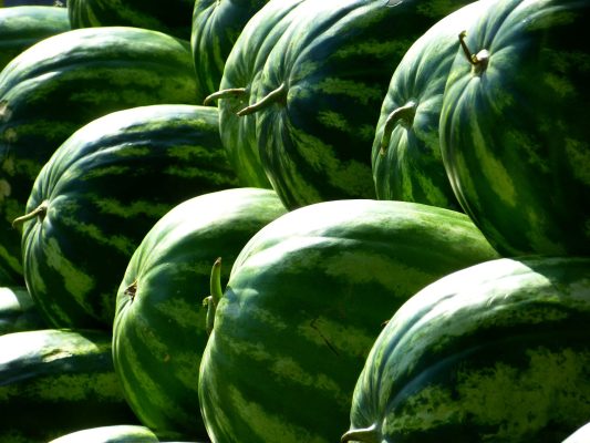 Watermelon Cultivation Advanced Methods and Tips for Success