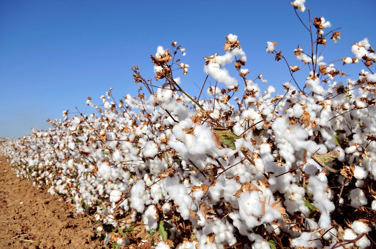 Risk Management in Cotton Production