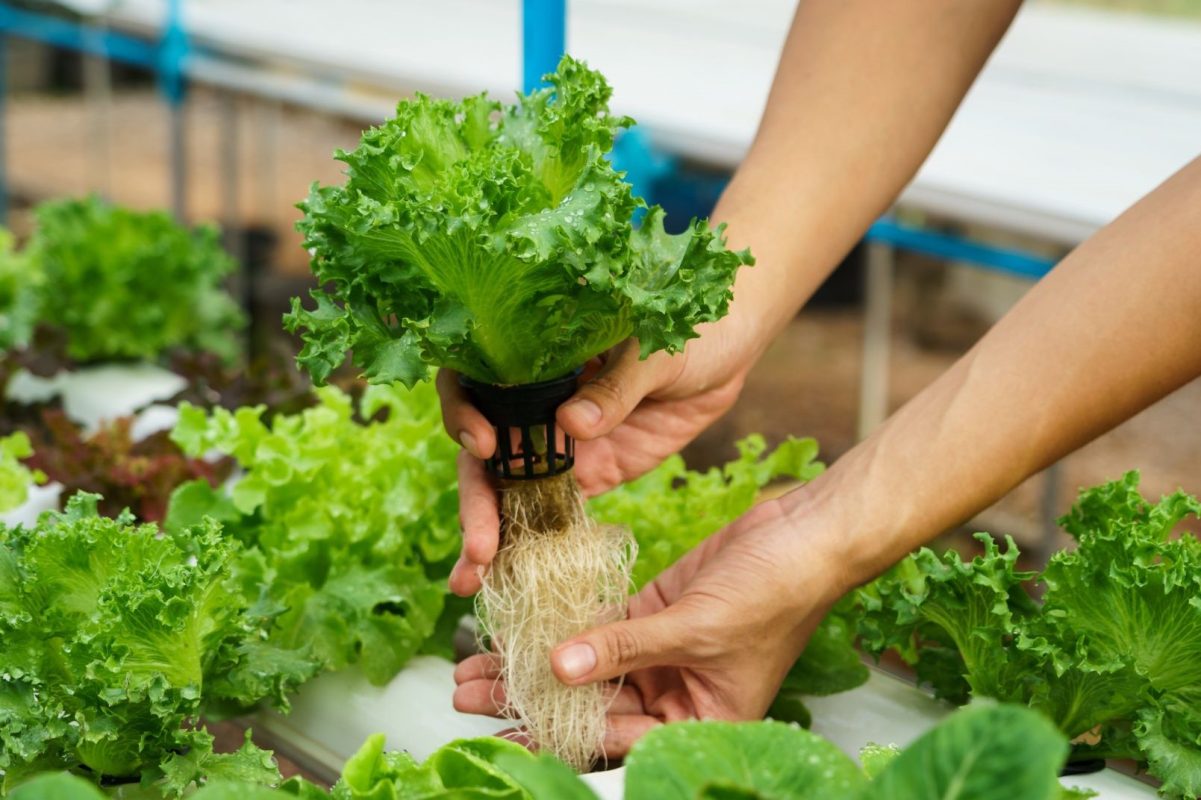 Soilless Cultivation of Vegetable Sprouts: Notable for High Nutritional Value