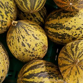 Cultivation of Cantaloupe: A Comprehensive Guide