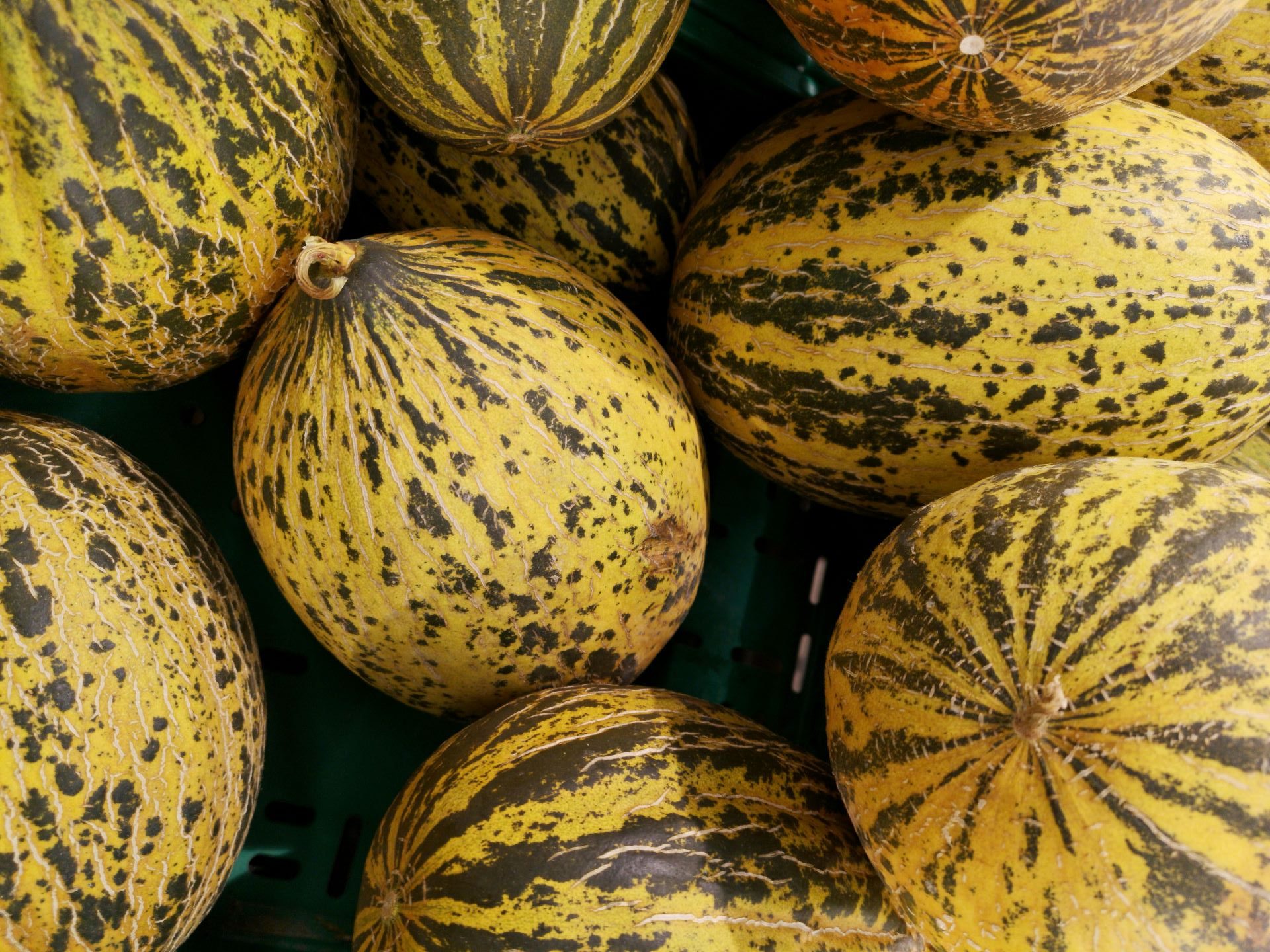 Cultivation of Cantaloupe: A Comprehensive Guide - Yetrac 