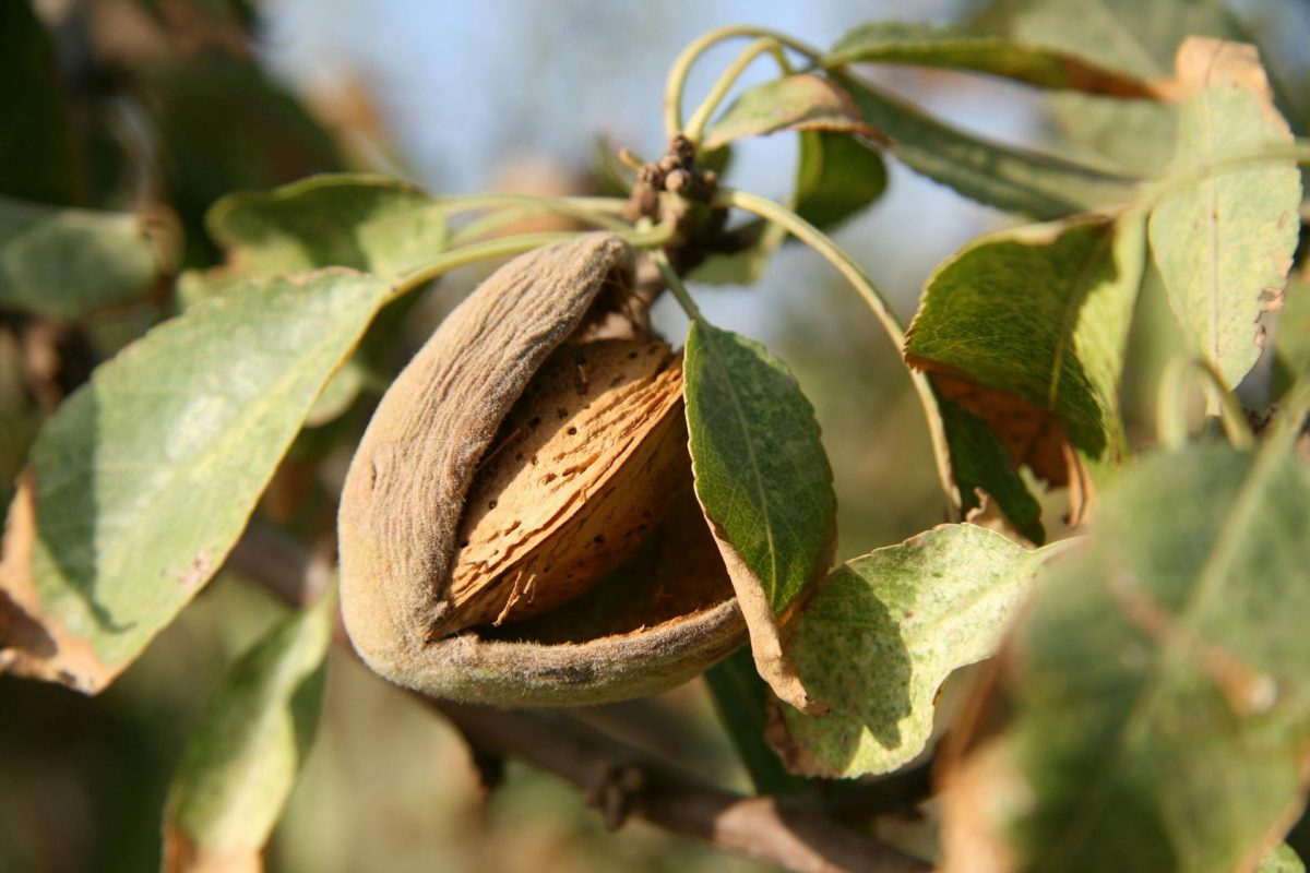 Growing Almonds at Your Allotment A Comprehensive Guide