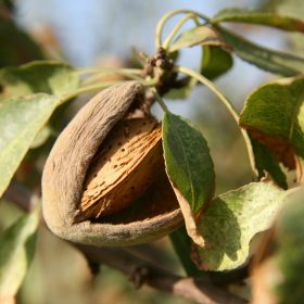 Growing Almonds at Your Allotment A Comprehensive Guide