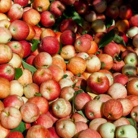 Growing Apples at Your Allotment A Detailed Guide