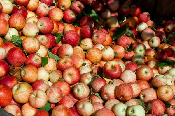 Growing Apples at Your Allotment A Detailed Guide