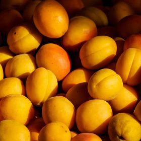 Growing Apricots at the Allotment A Detailed Guide