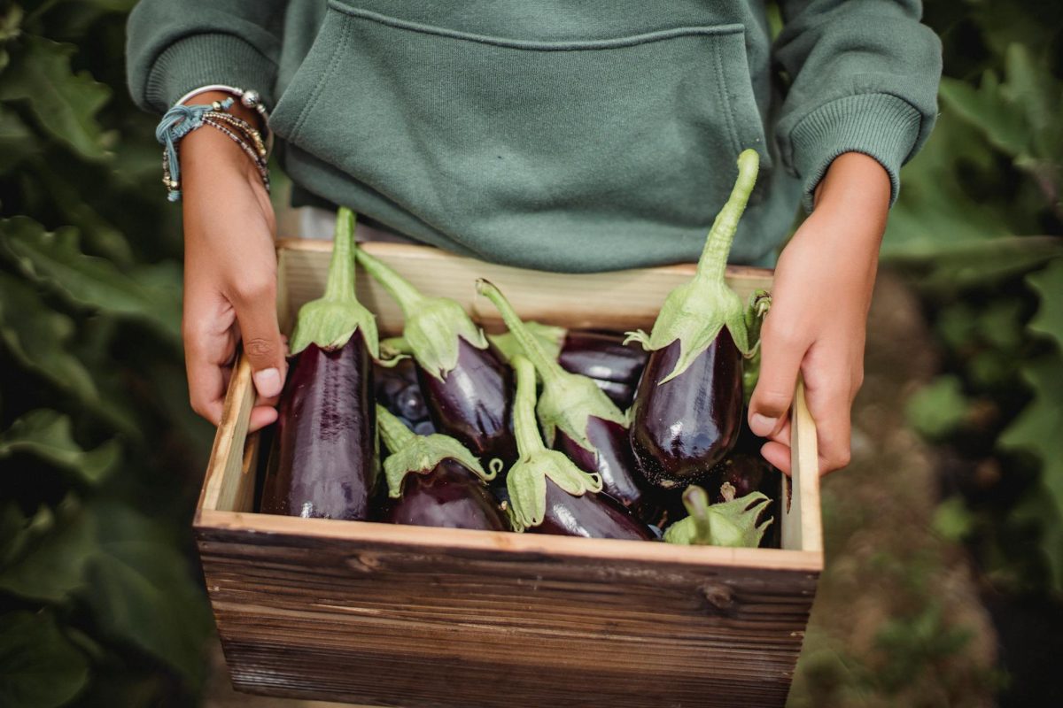 Growing Aubergines at the Allotment A Detailed Guide