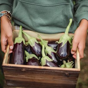 Growing Aubergines at the Allotment A Detailed Guide