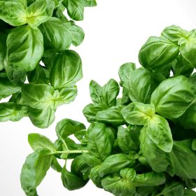 Growing Basil at the Allotment A Detailed Guide