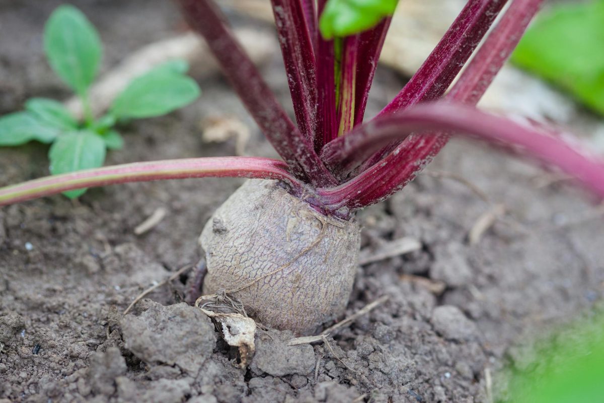 Growing Beetroot at the Allotment A Complete Guide