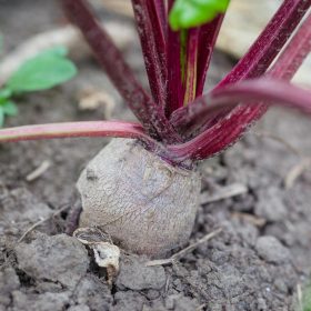 Growing Beetroot at the Allotment A Complete Guide