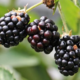 Growing Blackberries at the Allotment