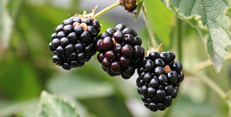 Growing Blackberries at the Allotment