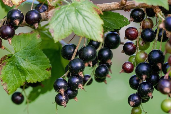 Growing Blackcurrants at the Allotment