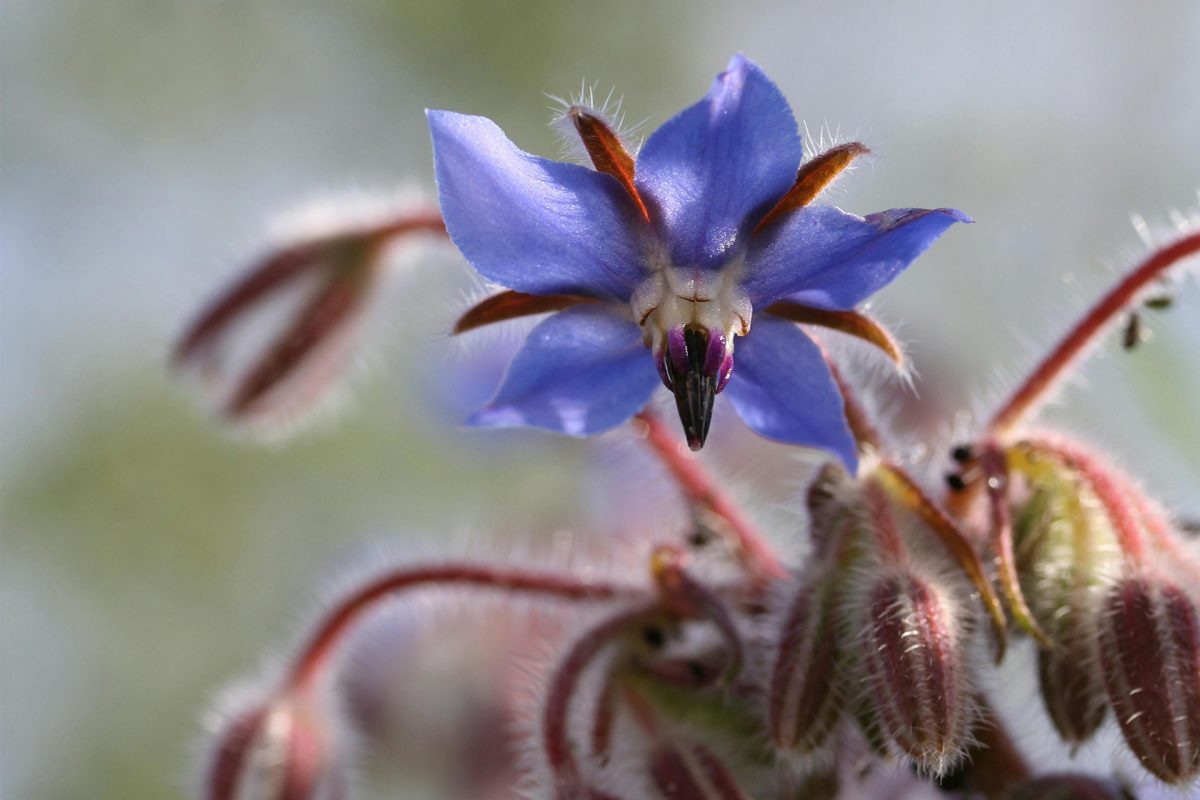 Growing Borage at the Allotment A Detailed Guide