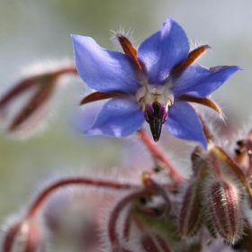 Growing Borage at the Allotment A Detailed Guide