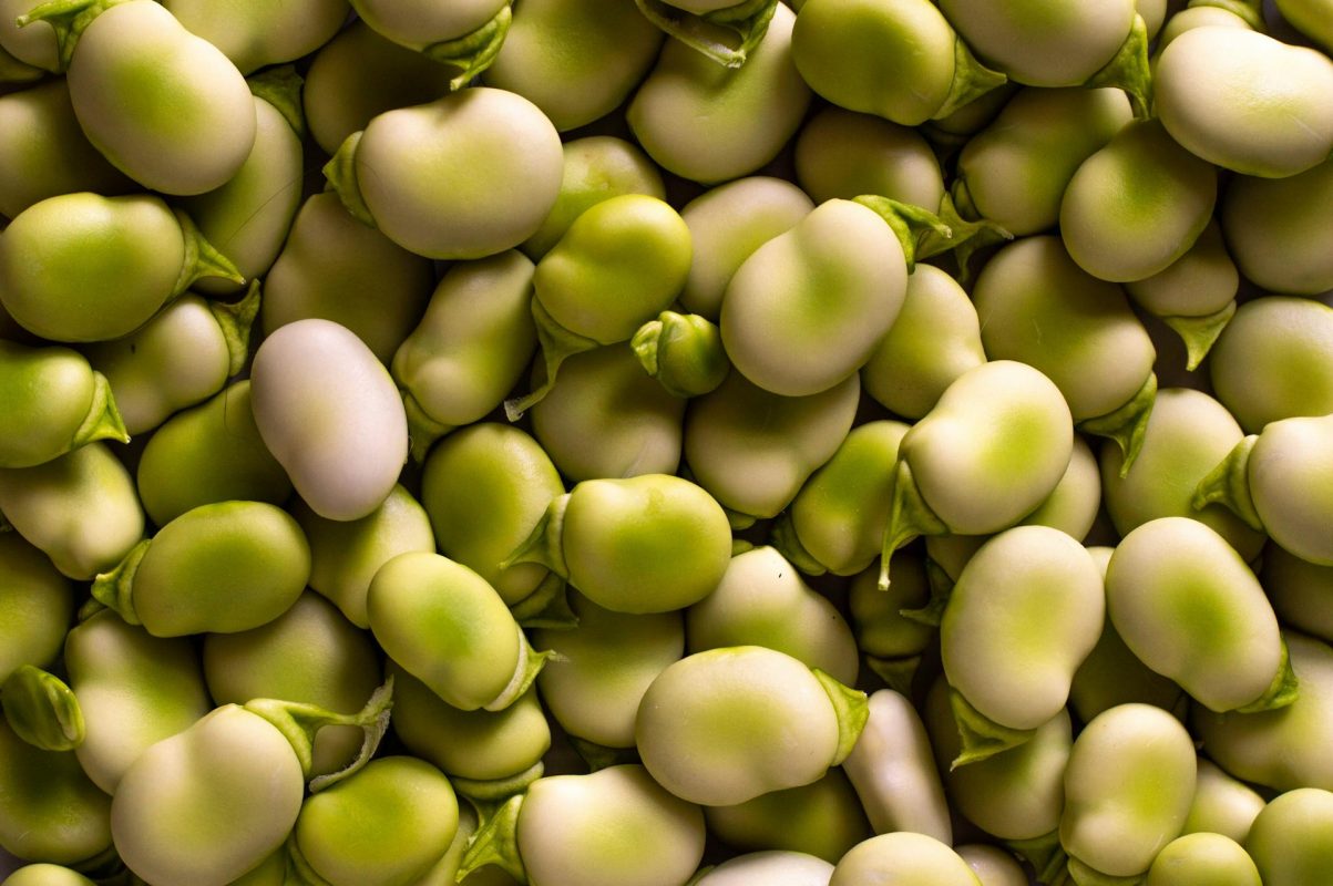 Growing Broad Beans at the Allotment